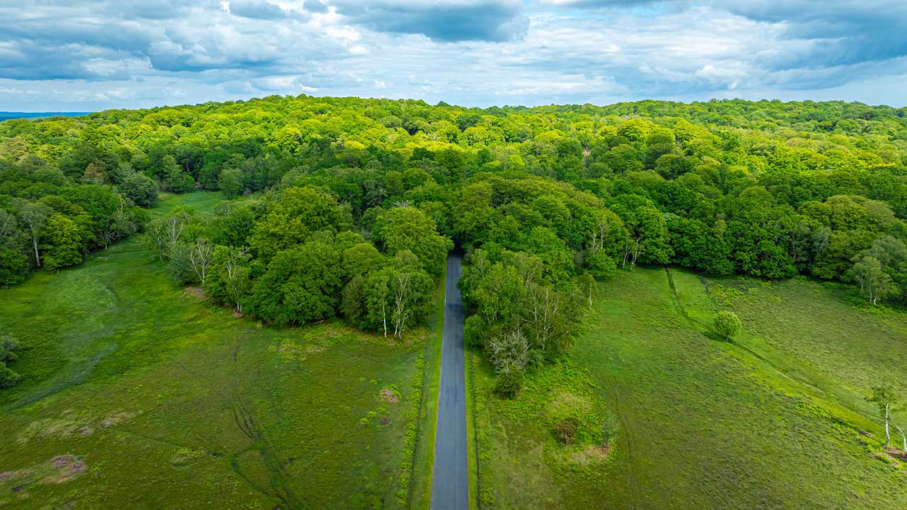 new-forest-uk-img